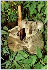 Postcard - Koalas, San Diego Zoo - San Diego, California picture
