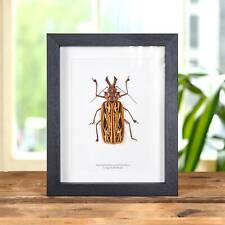 Taxidermy Sabertooth Longhorn beetle Frame (Macrodontia cervicornis) picture