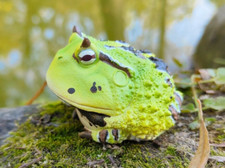 【In-Stock】 Animal Heavenly Body Horned Frog ( B ) Collectible Figurine Statue picture
