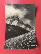 ALPINE FLORA - BLACK AND WHITE POSTCARD SHIPPED 1952 STAMP 10 LIRE picture