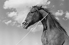 Horse set of John Hustons western The Misfits location filming Nev- Old Photo picture