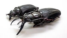 Beetle - Cerambycidae - Prioninae - Dorysthenes walkeri (Pair) - Fang, Thailand  picture
