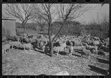 Photo:Tom Green County Texas 1940 Sheep Herd on Rehabilitation Ranch picture
