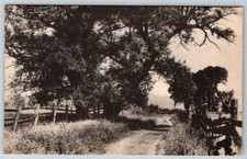 c1960s The Big Willow Fryeburg Maine Postcard Photo-Type Chrome picture