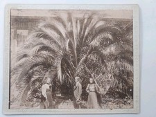 1897 Antique Original Cabinet Card Photo Del Monte Hotel CA Palm Tree picture