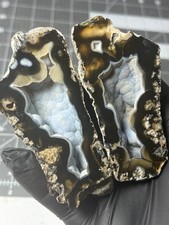 Rare Agatized Coral Tampa Botryoidal UV Reactive Agate Banded Polished   picture