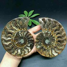 100g+ Natural ammonite fossil conch Crystal specimen healing+stand decor 1PC +S picture