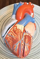 Vintage 9” Denoyer-Geppert Life-Size Human Heart Anatomical Model (No Stand) picture