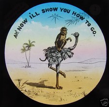 Glass Magic lantern slide NEVER RIDE A STRANGE HORSE NO2 C1890  picture