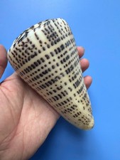 133.7mm | Conus leopardus |GIANT size |Nice shell picture