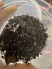 Extatosoma tiaratum * Giant prickly stick insect* eggs 15ct picture