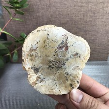 Top 95mm Natural Petrified Wood Crystal Rough Slice Madagascar 219g A1390 picture