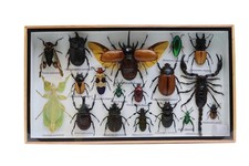 Framed 5-Horn Rhino Beetle, Blue Cicada, Leaf Mantis & Scorpion picture