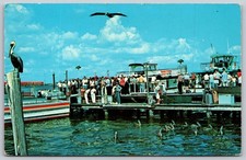 Haulover Beach Park Marina Miami Beach FL Pelicans Fishing Boats Postcard PC087 picture