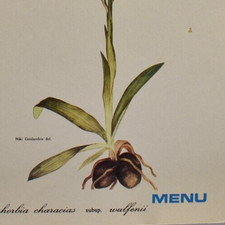 1975 Euphorbia Characias Wulfenii SS Britanis Chandris Cruise Ship Line Menu picture