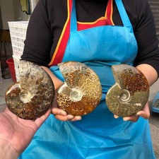 3pcs 3.87LB Natural Beautiful Ammonite Fossil Conch Crystal Specimen Healing picture