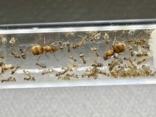 Stunning Bonded pair of false honey pot queen ant colony 50+ workers  picture