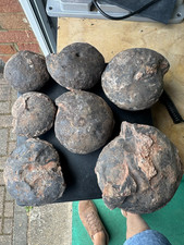 5Kg of A grade unprepped Joannites Sp  Ammonites Triassic Timor picture