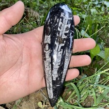 Amazing Polished Orthoceras Fossil Specimen 6.73 Oz picture
