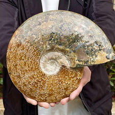 6.81LB Natural Turtle back stone Ball Quartz Crystal Sphere Energy Reiki Decor - picture
