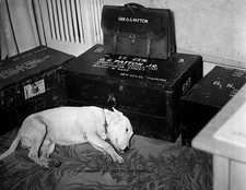 General George S Patton's dog 