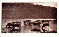 Herd Of Cattle Or Oxen Wading In Shallow Water RPPC Real Photo Postcard 4P23-8 picture