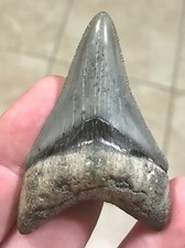 MARVELOUSLY RARE LOWER DAGGER -GOLDEN BEACH,FLORIDA- MEGALODON SHARKTOOTH FOSSIL picture