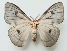 Ceranchia Apollina Ghostly Stunning Silk Moth FM A1 Set x1 Specimen Entomology. picture
