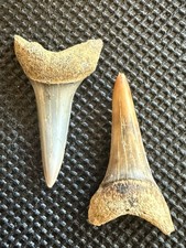 FIREZONE Pair Fossil Isurus hastalis Teeth – 1.0” & 1.0” Bakersfield, CA picture