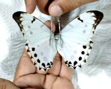 morpho luna male, big specimens ,fresh caught, A1 picture