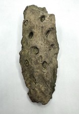 Stigmaria Fossil Root Lepidodendron Carboniferous Lycopsid Tree Found In IA 4.5” picture
