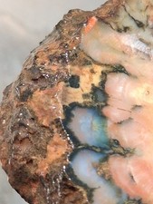 Amazing Opalized Jungle Agate, Wild Colora An Amazing Collector Slab Or Lapidary picture