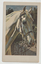 M VEIT Artist Vintage Horse Art Postcard GRAY HEADSTUDY 1904 picture