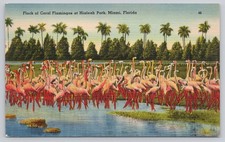Vintage Tichnor Linen Postcard Hialeah Park Miami FL Flamingos Birds 1940s picture