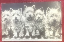 VTG Weston West Highland Terrier Postcard Unposted Westie Dog picture