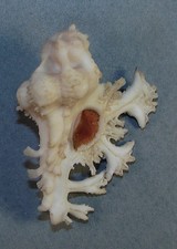 MUREX PELE 46.76mm SUPER CHOICE RARE SPECIMEN off Waianae, Oahu, HI picture