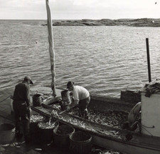 New England Herring Fisherman 1950 Press Photo 8x10 Corea Maine *P14b picture