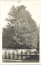 Evergreen Trees RPPC Real Photo Post Card 1940s ANSCO Unposted picture