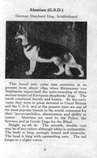 Alsatian German Shepherd - CUSTOM MATTED 1970 Vintage Dog Art Photo Print - GIFT picture