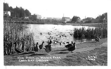 WILD DUCKS IN MINGUS PARK, RPPC, COOS BAY, OREGON, VINTAGE POSTCARD (EN782) picture