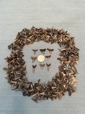 Lot Of 25 Fossilized 3/4 - 1. 1/4 Inch Shark Teeth From Central Florida & Bonus picture