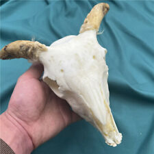 1pcs animal skull real sheep skull collection specimen crafts Ornaments 17x9cm picture