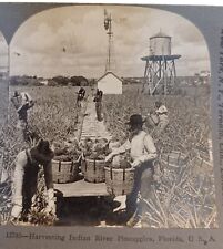 Men w Baskets Harvesting Indian River Pineapples Florida Keystone Stereoview picture