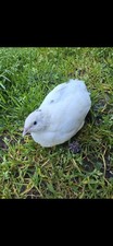 15+5 Celadon Quail Hatching Eggs picture
