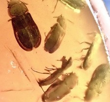 DOZENS LARGE EXTINCT BEETLE 🪲 RARE 99MYO Burmite Amber Fossil Bug DINOSAUR AGE picture