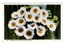 Blossoms of the Giant Cactus Sahuaro California Postcard CA picture