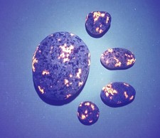Yooperlite A Set Of 5 Bright Lake Superior Fluorescent Sodalite.   2.3 oz Total  picture