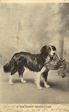 Rough Coat Border Collie Dog Holds Basket Of Flowers W Teeth Birthday Messenger picture