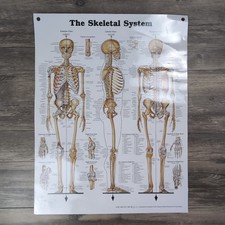 Vtg 2000 The Skeletal System Anatomy Medical Poster 1947 Doctor's Office 20x26