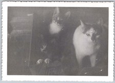 Vtg B&W Snapshot Cute Cats Kittens Peeking Out Cardboard Box Deckle Edge 1940s picture